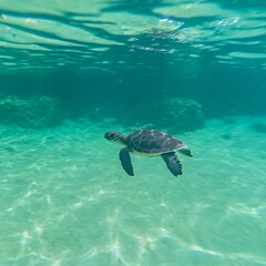 Obraz premium Underwater Sea Turtle Gracefully Swimming in Clear Ocean Waters