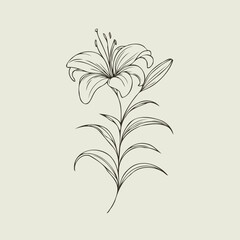 Adobe Illustrator Artwork, lilies sketch, lily flower, set of flowers vector, illustration outline, black and white line art, lineart, Simple line drawing. Hand drawn illustration. 
