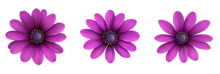 Fototapeta premium Purple flowers with vibrant petals and detailed centers, showcasing three identical blooms arranged in a row against a white background., isolated on transparent background, png