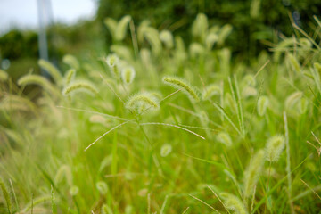 緑のエノコログサと草原の風景