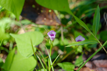 アサガオのつぼみと緑の葉