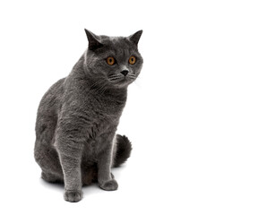 Beautiful gray cat isolated on white background.