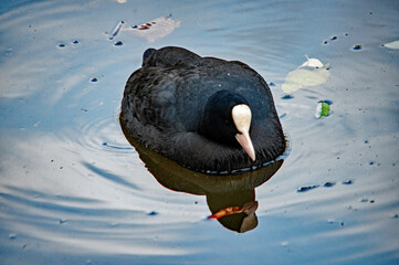 Ente auf dem Wasser