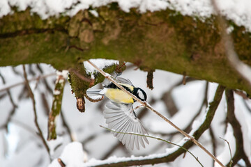 Bird Titmouse in the Munich city park in winter on the branches with snow
