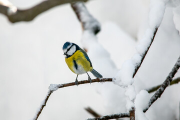 Bird Titmouse in the Munich city park in winter on the branches with snow