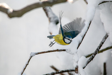 Bird Titmouse in the Munich city park in winter on the branches with snow