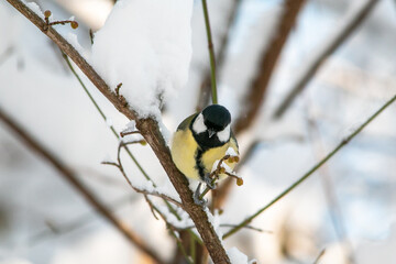 Bird Titmouse in the Munich city park in winter on the branches with snow