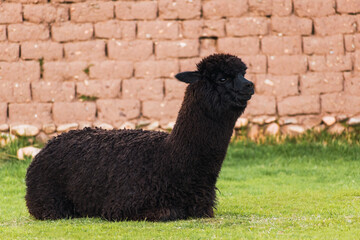 Portrait of a black alpaca sleeping in the Andes mountain range surrounded by green vegetation and...