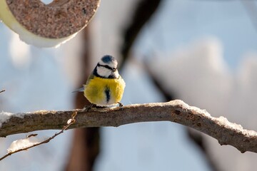 Bird Titmouse in the Munich city park in winter on the branches with snow