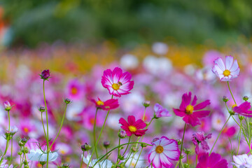 色とりどりのコスモス畑