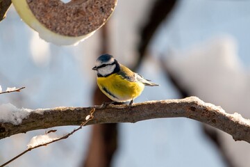 Bird Titmouse in the Munich city park in winter on the branches with snow