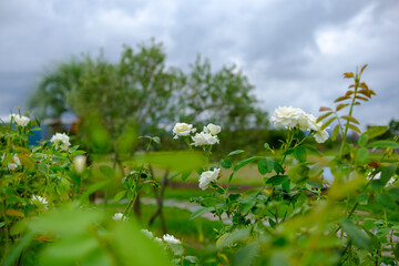 白いバラが咲く庭の風景