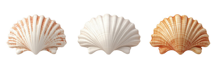Obraz premium Shells collection showcasing diverse colors and patterns, three distinct shells displayed, intricate textures, smooth surfaces, natural beauty, isolated on transparent background, png
