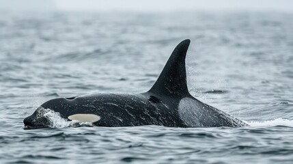 Killer whales are swimming in the deep ocean