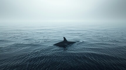 Fototapeta premium Killer whales are swimming in the deep ocean