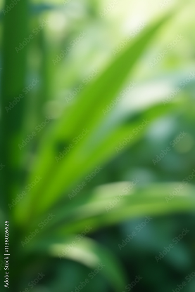 Poster tropical leaves create a blurred abstract pattern in a luxury palm leaf design with subtle natural s