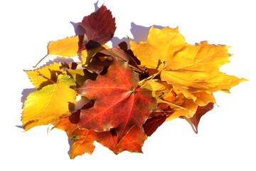 A pile of autumn leaves lies on a white background.	
