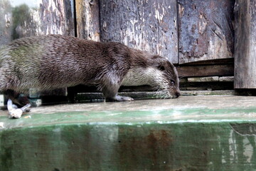 The otter is in an enclosure at the zoo.