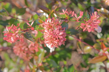 小さな花が集まって咲くアベリアの満開