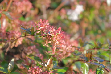 庭園に彩りを添えるアベリア