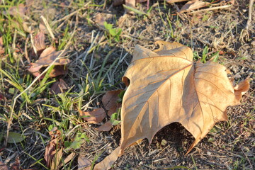 日光を浴びて光り輝く大型の落ち葉