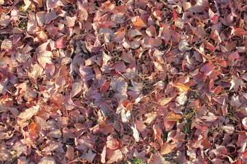 晩秋の静けさを彩る、舞い降りた紅色の絨毯