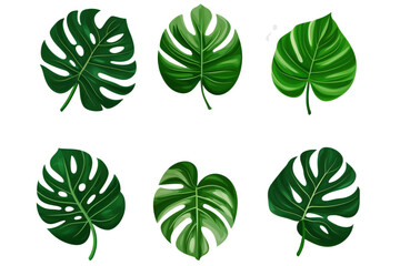 Monstera leaves collection, various shapes and shades of green, showcasing tropical foliage, detailed textures, vibrant colors, isolated on transparent background, png