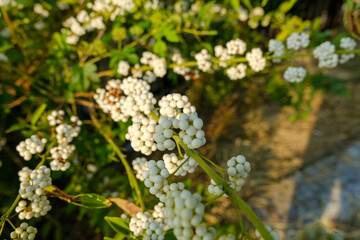 白い実の植物と緑の葉

