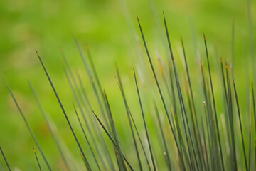 green blades, blades of grass with green background, pattern with blades, grass pattern, meadow with green background, green lines