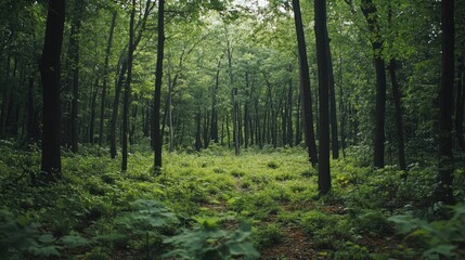Obraz premium Serene forest landscape with lush green trees and ferns creating a tranquil nature scene ideal for relaxation and outdoor exploration