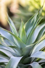 Obraz premium Green leaves of a tropical plant displaying vibrant growth in a sunny garden setting during the afternoon
