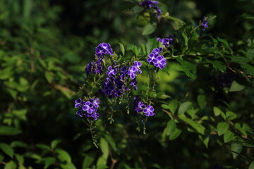 Duranta  garden plant flower botany