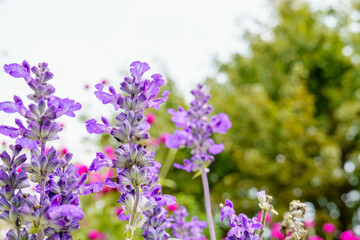 紫のサルビアの花