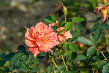 オレンジ色のバラの花