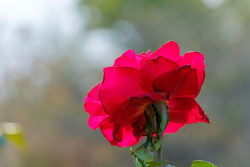 鮮やかな赤いバラの花