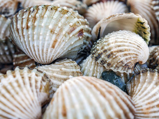 Close up of Cockle shell , abstrac cockling background cockles, fresh food