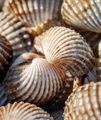 Close up of Cockle shell , abstrac cockling background cockles, fresh food