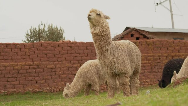 Portrait of a white alpaca standing grazing in the Andes mountain range surrounded by green vegetation and cloudy sky