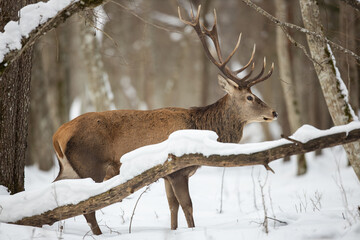 Red deer in winter forest (Cervus elaphus) Stag
