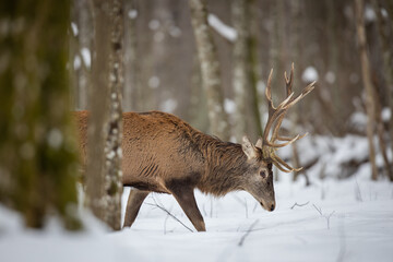 Red deer in winter forest (Cervus elaphus) Stag

