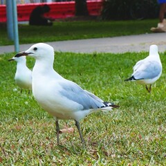  seagulls on a grass