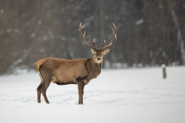 Red deer in winter forest (Cervus elaphus) Stag
