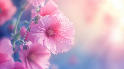 Obraz premium Close up of pink Alcea rosea hollyhock flowers with a softly blurred background showcasing their delicate beauty and ornamental appeal