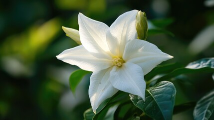 Fototapeta premium Delicate white flower blooming amidst lush green foliage in natural sunlight showcasing beauty and tranquility in nature.