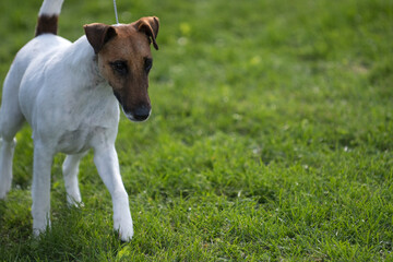 Smooth Fox Terrier striding into frame from the left