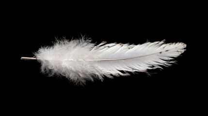 Obraz premium Delicate white owl feather isolated on black background showcasing intricate details and natural textures in a minimalist composition
