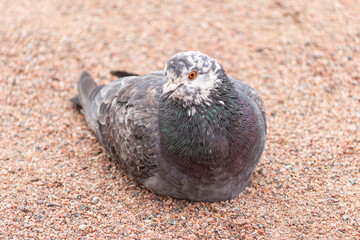 Red eyed pigeon. Pigeon resting. High quality photo