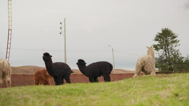 Portrait of a black alpaca standing defecating in the Andes mountain range surrounded by green vegetation and cloudy sky	
