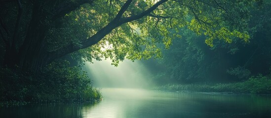 Obraz premium Serene nature landscape with lush greenery and tranquil waters illuminated by soft sunlight filtering through the trees.