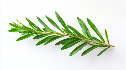 Fototapeta premium Green leaf branch isolated on white background